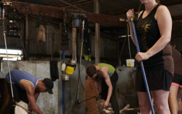 sheep shearing