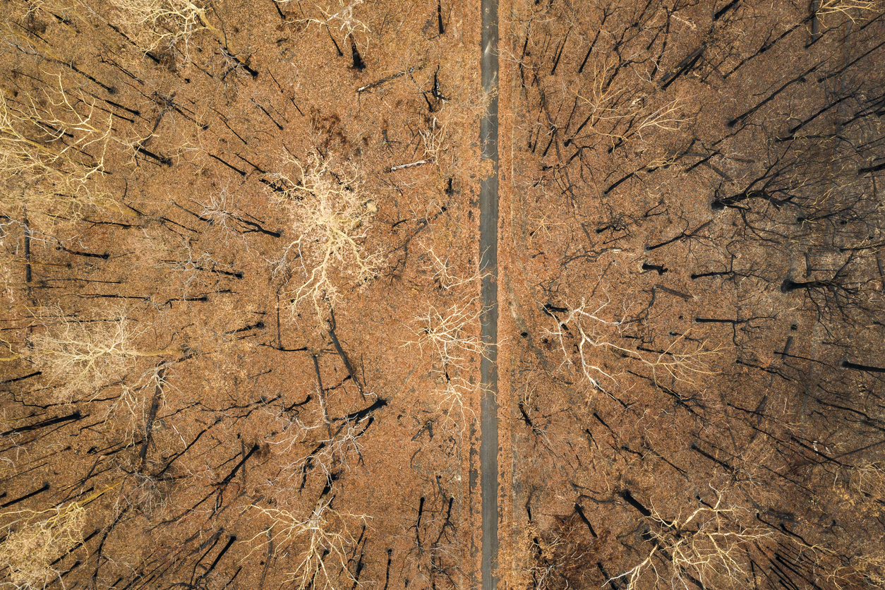 burnt bushland aerial view