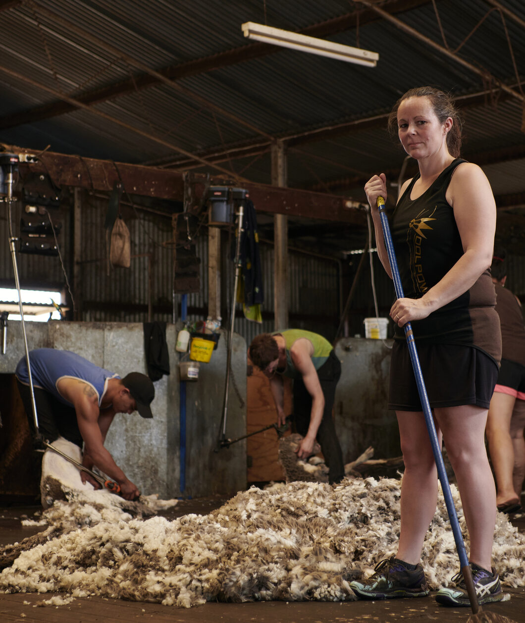 sheep shearing